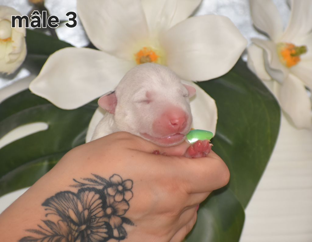 Du Monde Des Bulls  - Chiots disponibles - Bull Terrier