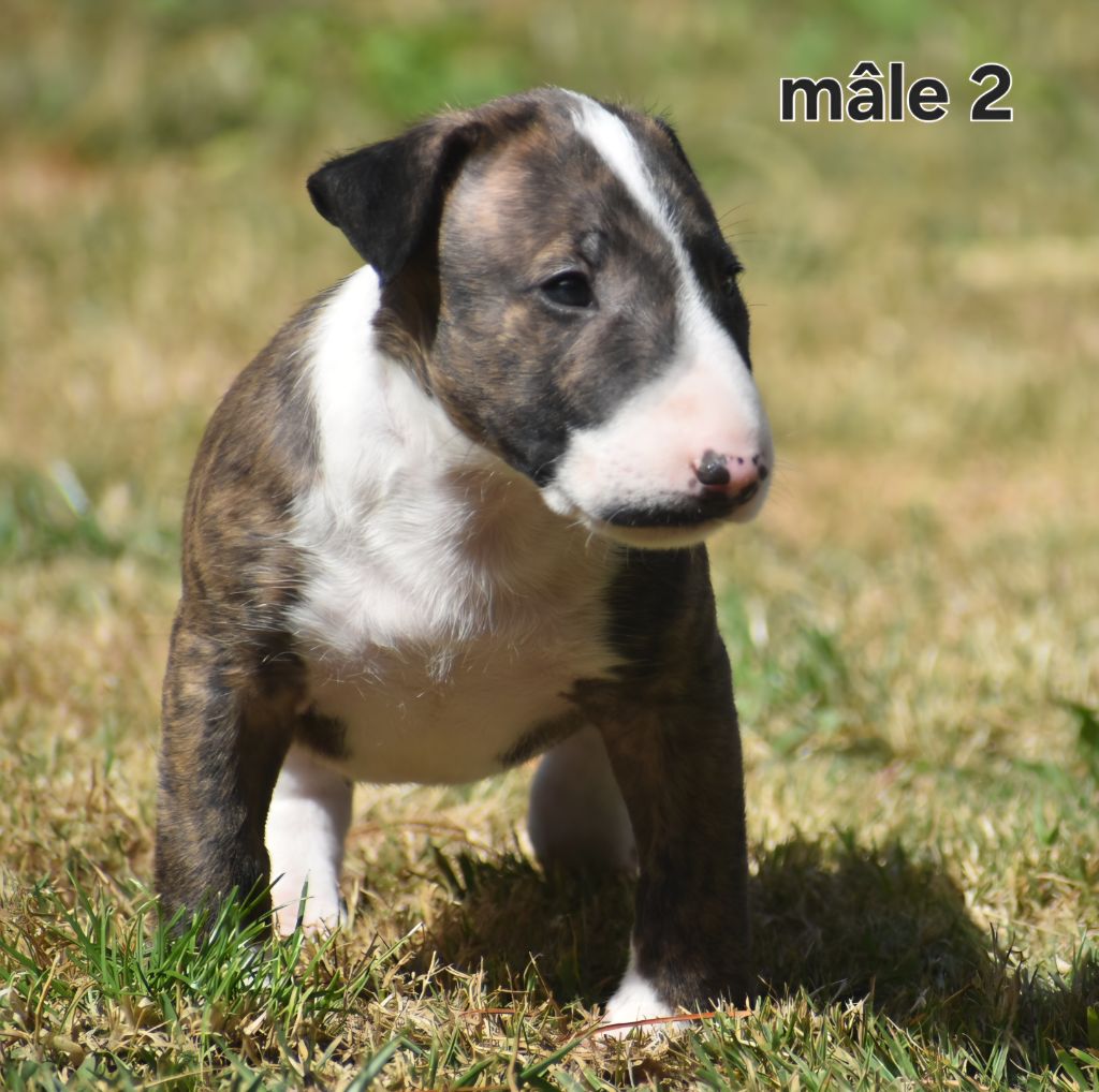 Du Monde Des Bulls  - Chiots disponibles - Bull Terrier